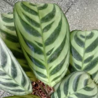  Calathea  peacock Kalatea sepat  burle marx bibit tanaman 