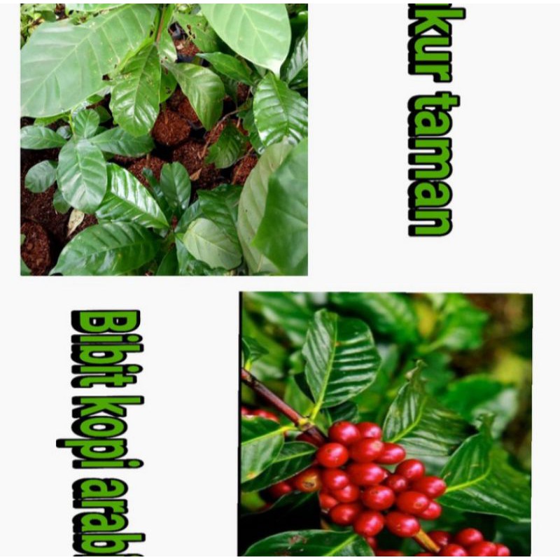 bibit pohon kopi arabica