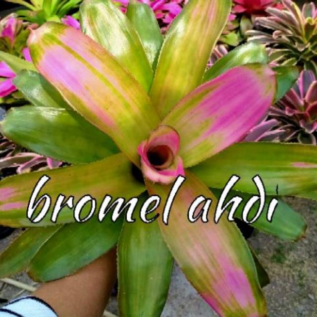Bromelia pink grass