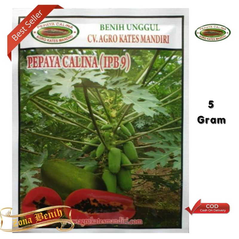 Isi 5 Gram Bibit Pepaya CALINA IPB9 [ 250 Butir ] | Benih Pepaya Calina | Calina IPB9 | Best Seller