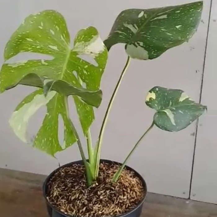 Monstera Thai Consellation