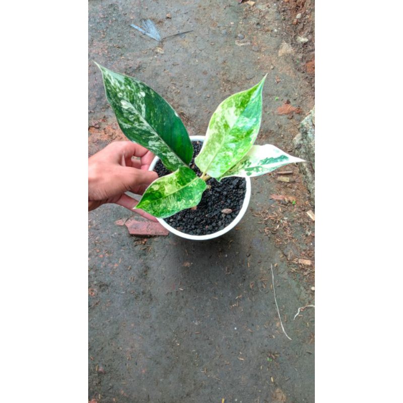 aglaonema siam jade