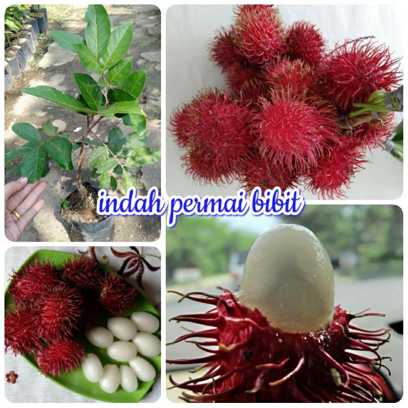 bibit tanaman rambutan Parakan madu super