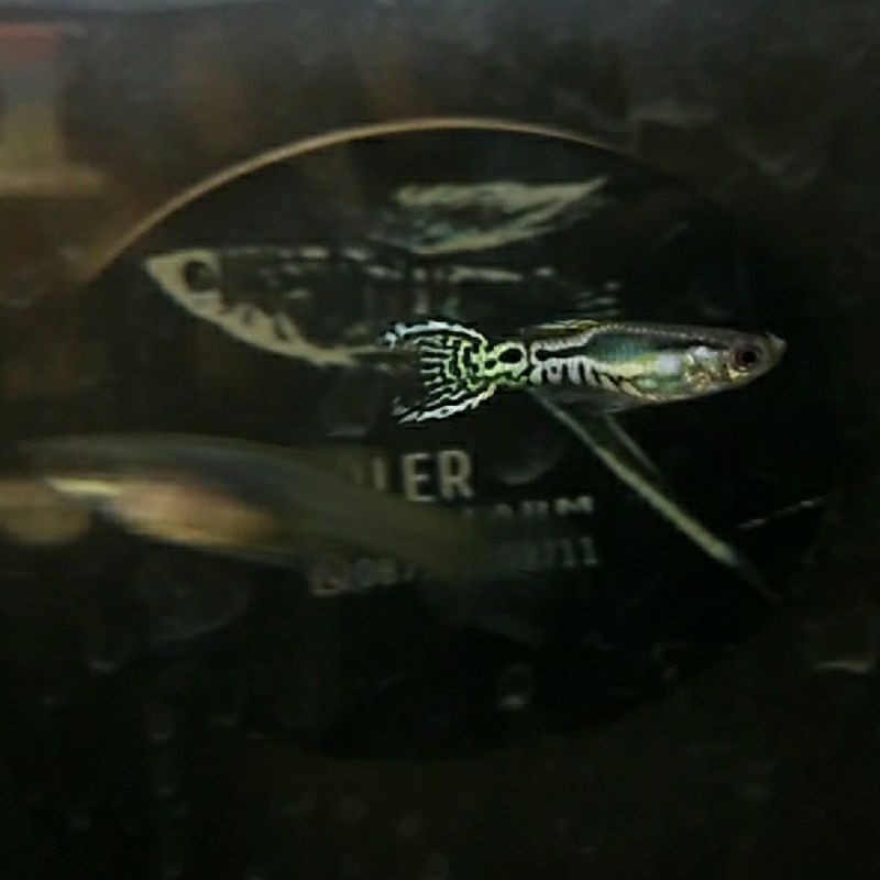 endler Santa Maria sankeskin