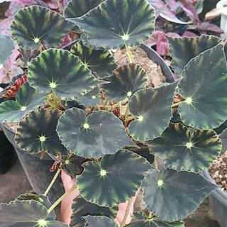 Jual Tanaman Hias Begonia Kupu - Kupu Listada | Shopee Indonesia