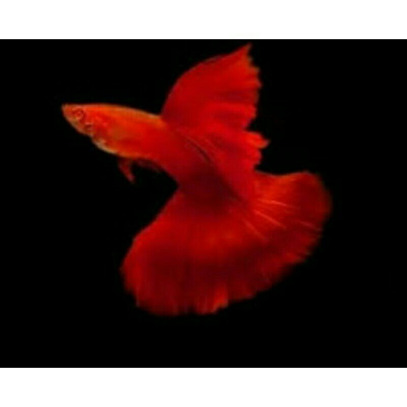 GUPPY ALBINO FULL RED (AFR) LINE BIG DORSAL