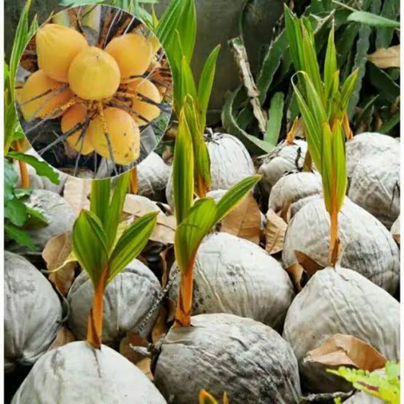 bibit kelapa gading/ bibit bonsai kelapa