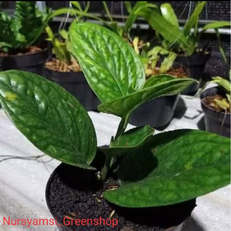 tanaman hias sirih badak - daun sirih - sirih - tanaman sirih badak