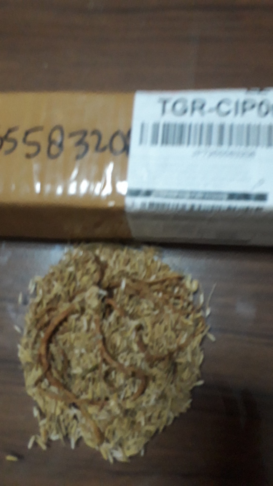 Ready Bonggol Aglonema Red Khocin
