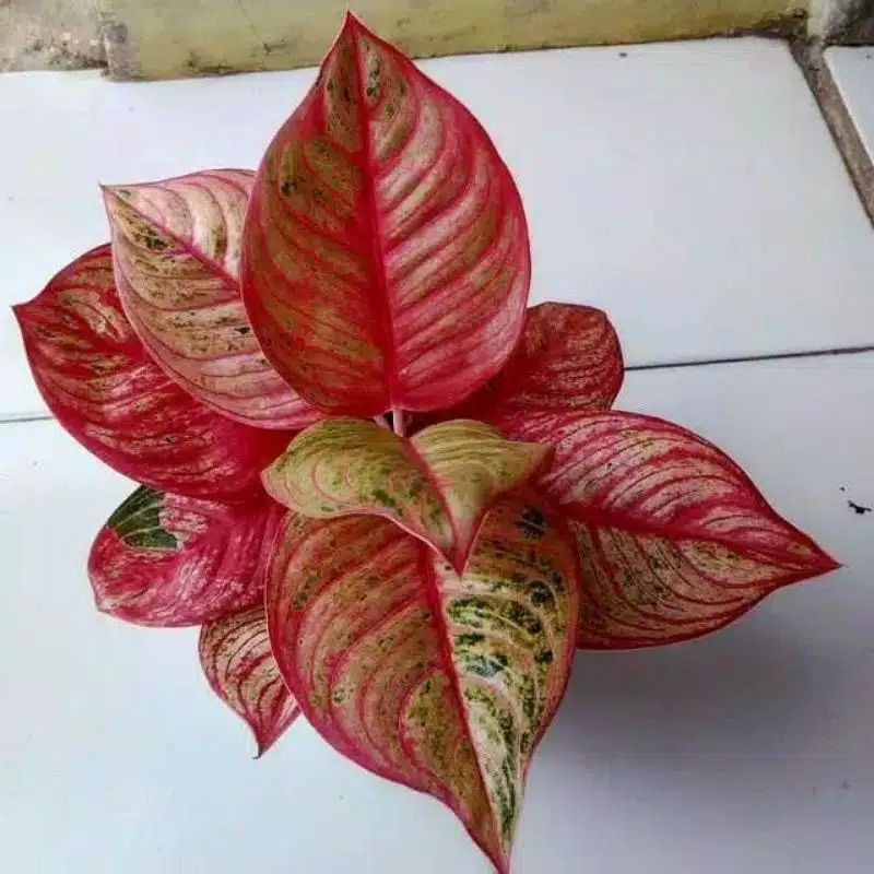 promo 7 paketan aglonema ( bibit/tunas )