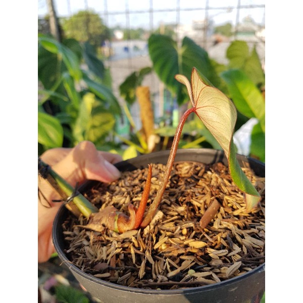 Philodendron Gloriosum Dark Form