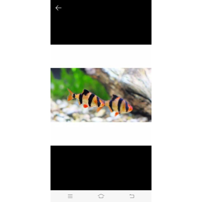 ikan sumatra tiger barb