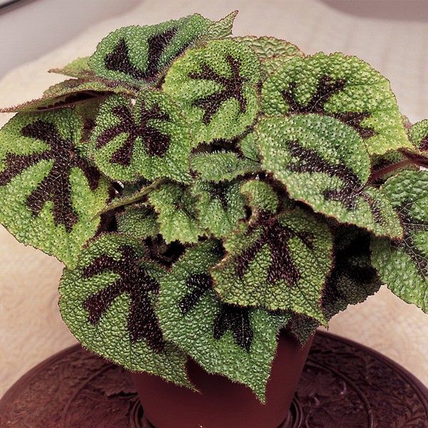 begonia karpet / Tanaman hias Begonia Masoniana iron cross