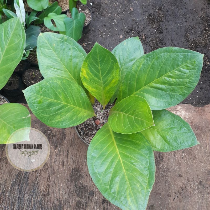 Tanaman Hias Anthurium Jemani Tornado varigata yellow / Anturium Jemani Tornado Tanaman Hidup-,Bunga