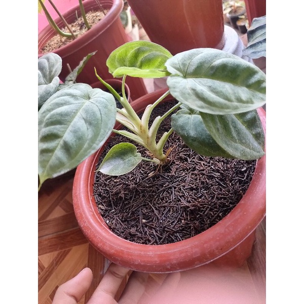 syngonium frosted heart