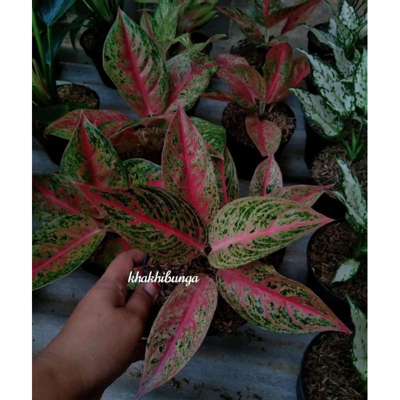 legacy tulang merah