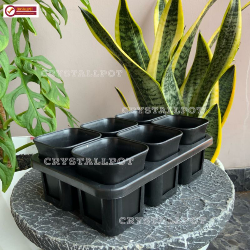 1 set Tray + POT BUNGA NKT KOTAK 7 CM HITAM | tray semai bibit