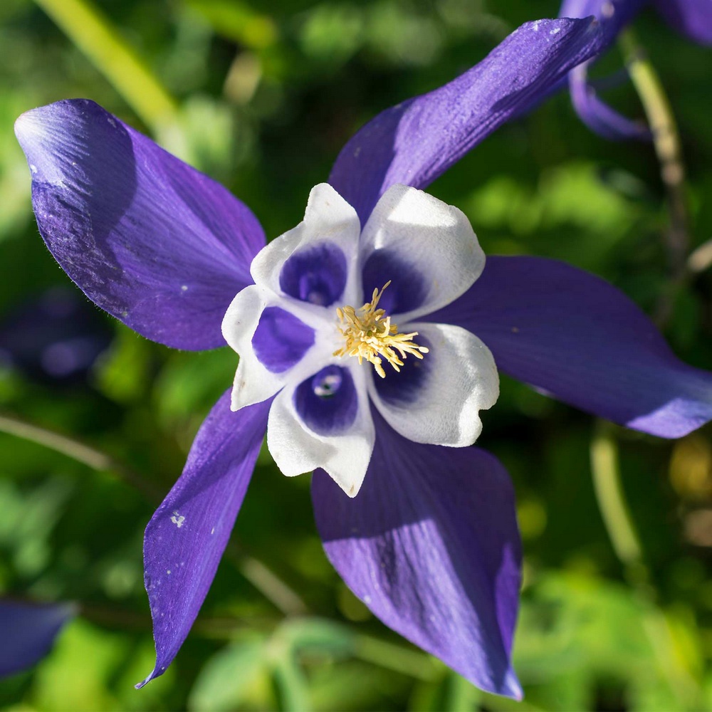 4 Seeds - Columbine Colorado Blue Biji Bunga - SR0217