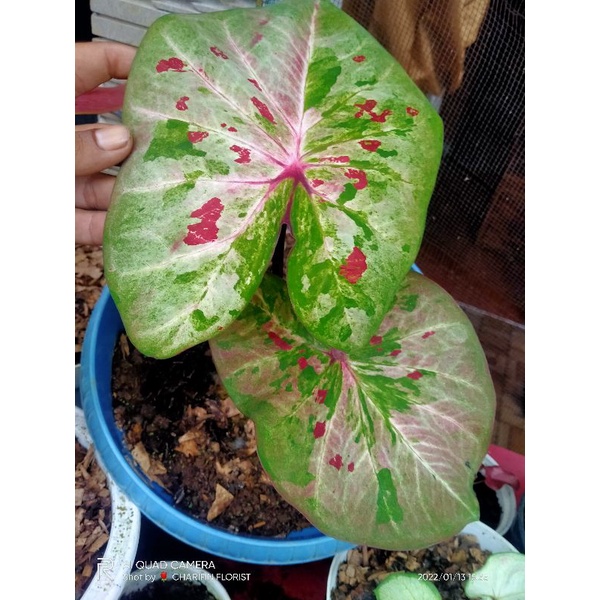 Keladi H02