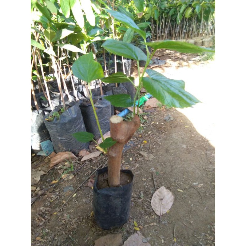 TANAMAN BUAH LONG MURBEI MANIS bibit murbei long bibit long murbei