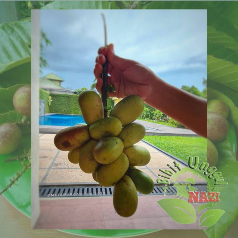 Bibit buah MATOA super unggul