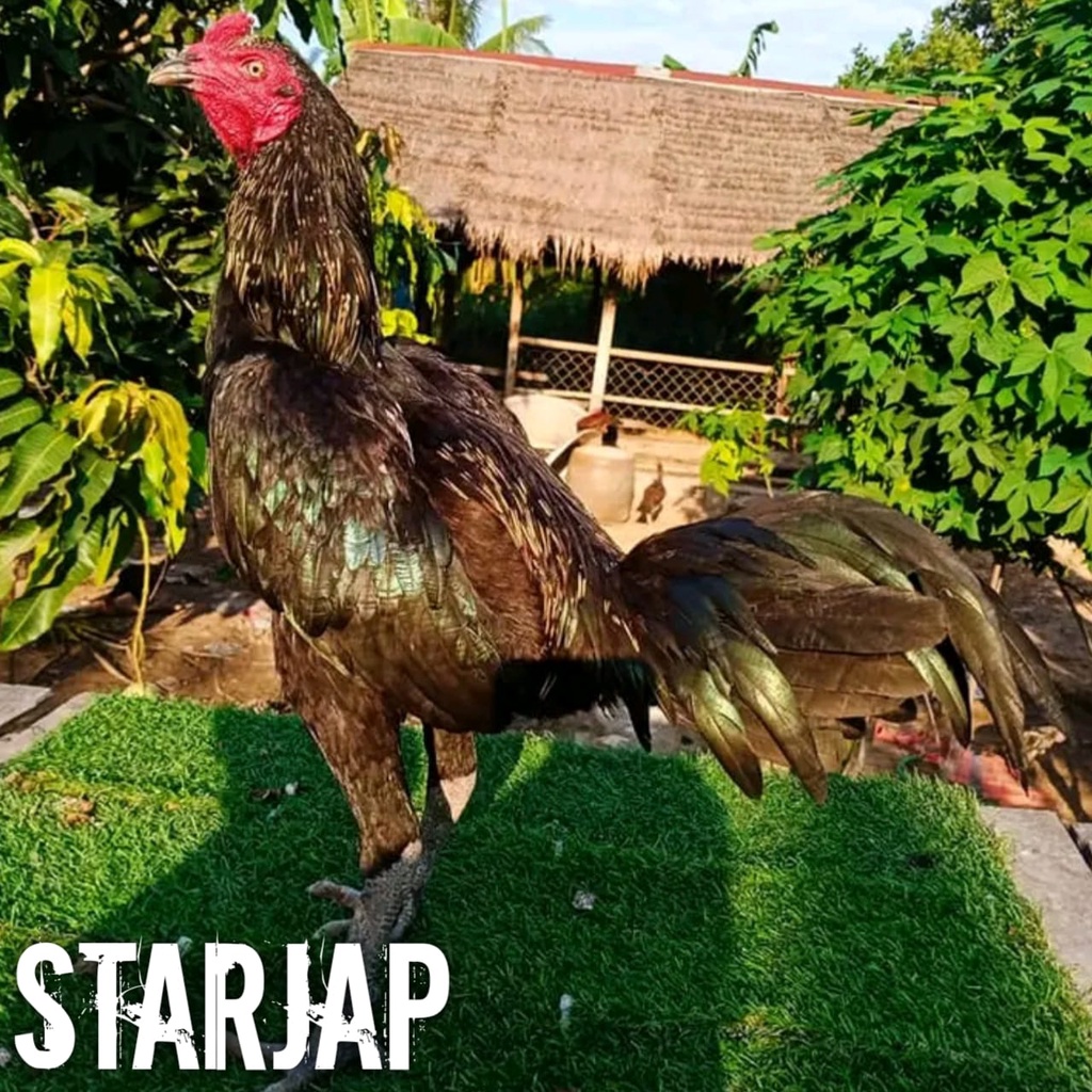 telur fertil ayam bangkok aduan pama iq black