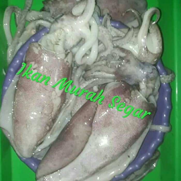 

SOTONG SEGAR