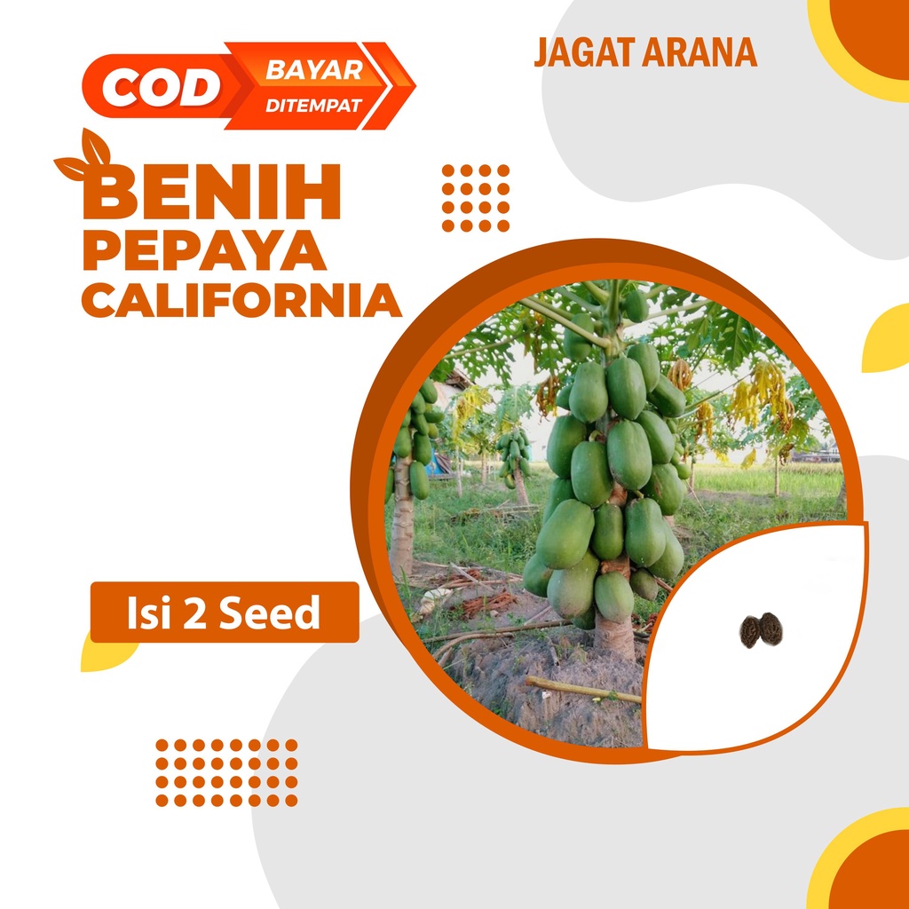 Benih Pepaya Unggul California - Agrobas-