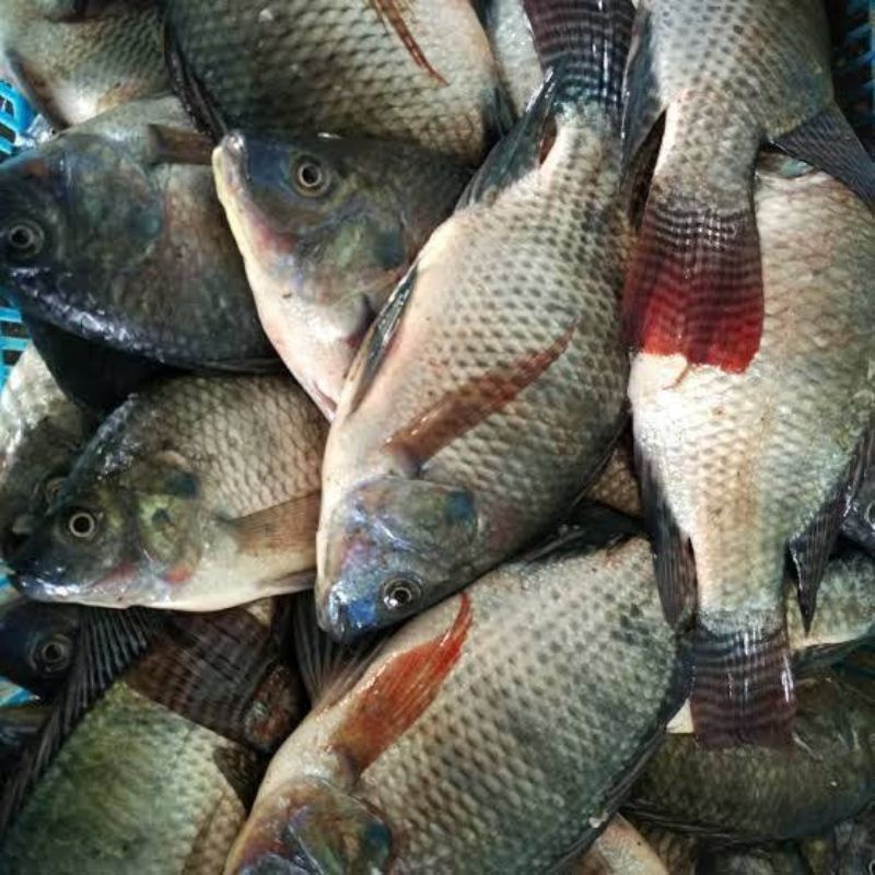 

BSM | TERMURAH Ikan Mujair Segar per Kg | Sayur online
