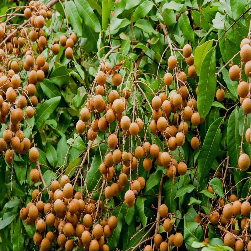 Booster Kelengkeng Pupuk Buah Kelengkeng Agar Cepat Berbuah