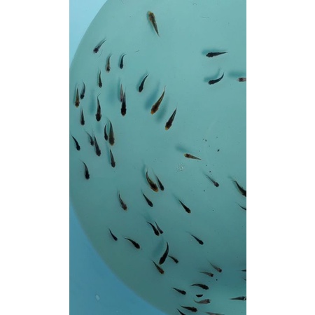 Ikan Koi Bibit Goromo Koromo Blood Line Ogata langsung Petani