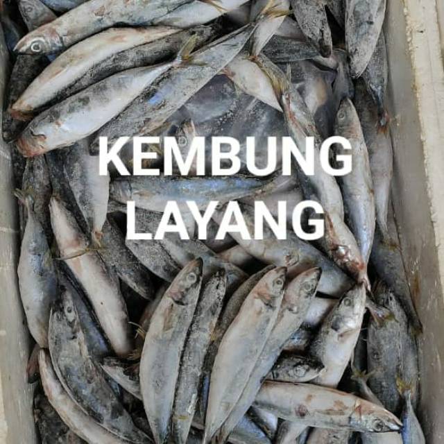 

Ikan Kembung Layang Frozen / Beku ukuran Sedang besar