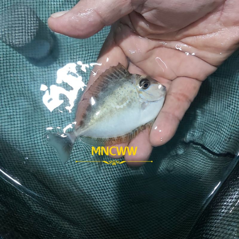 Ikan Hias Laut Naso Putih / Botana Batu