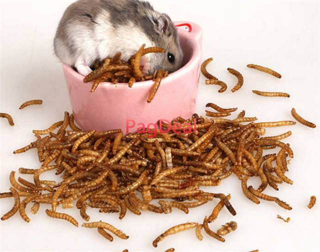 MAKANAN HAMSTER - MAKANAN SUGAR GLIDER - DRIED WORM