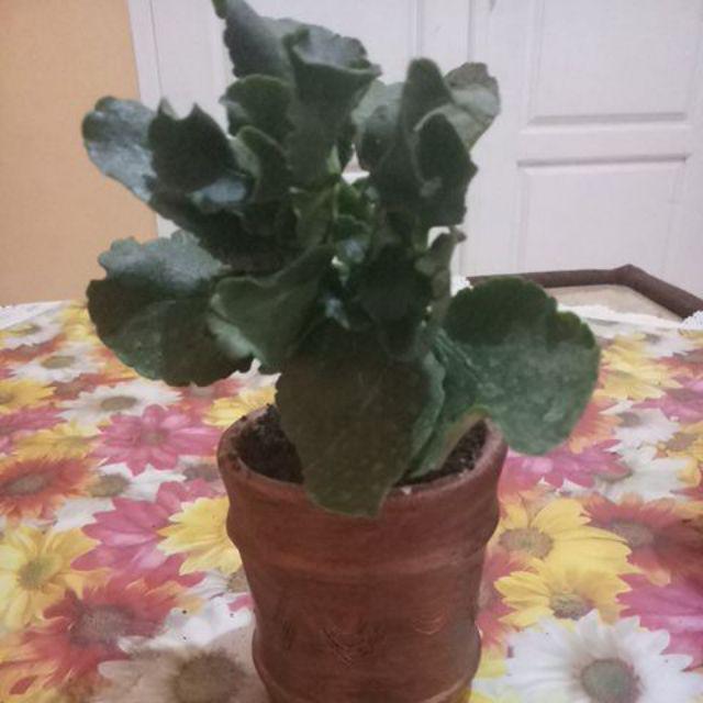  Cocor  bebek  bunga putih kalanchoe blossfeldiana white 