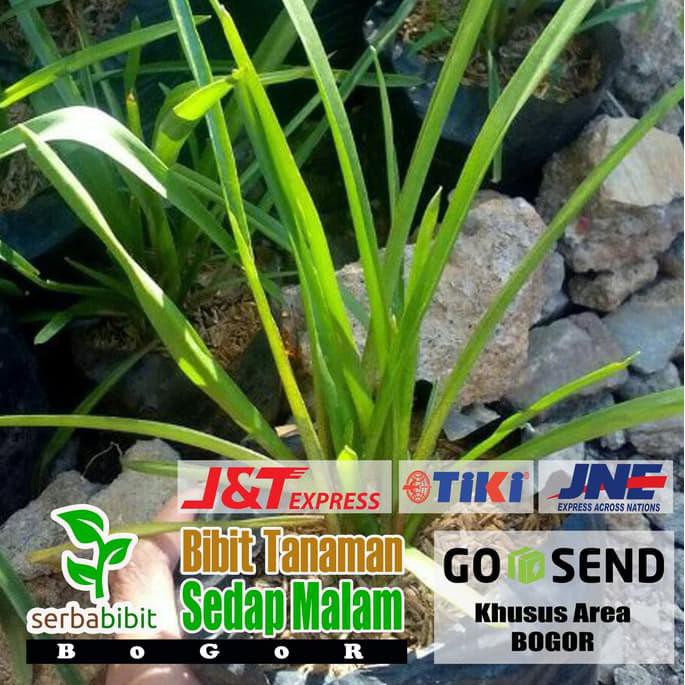 TANAMAN BUNGA SEDAP MALAM PUTIH - BIBIT POHON HIAS TAMAN PRODUCT