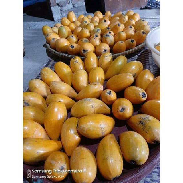 

Buah Alkesa/Buah jigong/sawo mentega 1KG