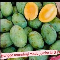 

MANGGA MANALAGI MADU, MANGGA HARUM MANIS, MANGGA ALPUKAT , MANGGA INDRAMAYU, MANGGA KIOJAY