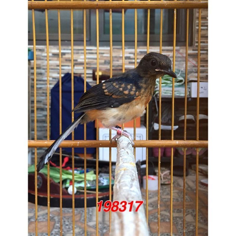 burung murai batu Medan Trotol Jantan Ring APBN Trah ekor 22cm