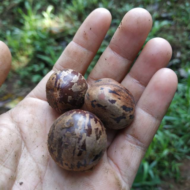 BIJI KARET / BENIH KARET / BIBIT KARET