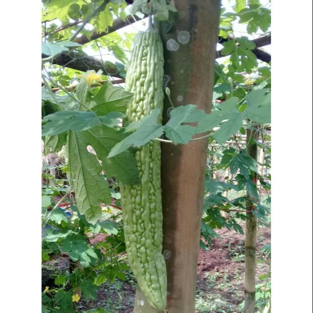 

Sayur pare segar