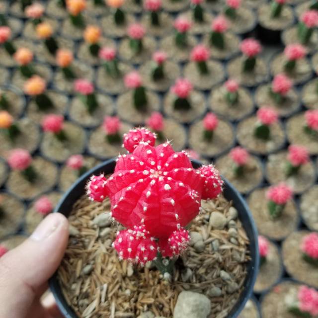 Kaktus gymno red impor