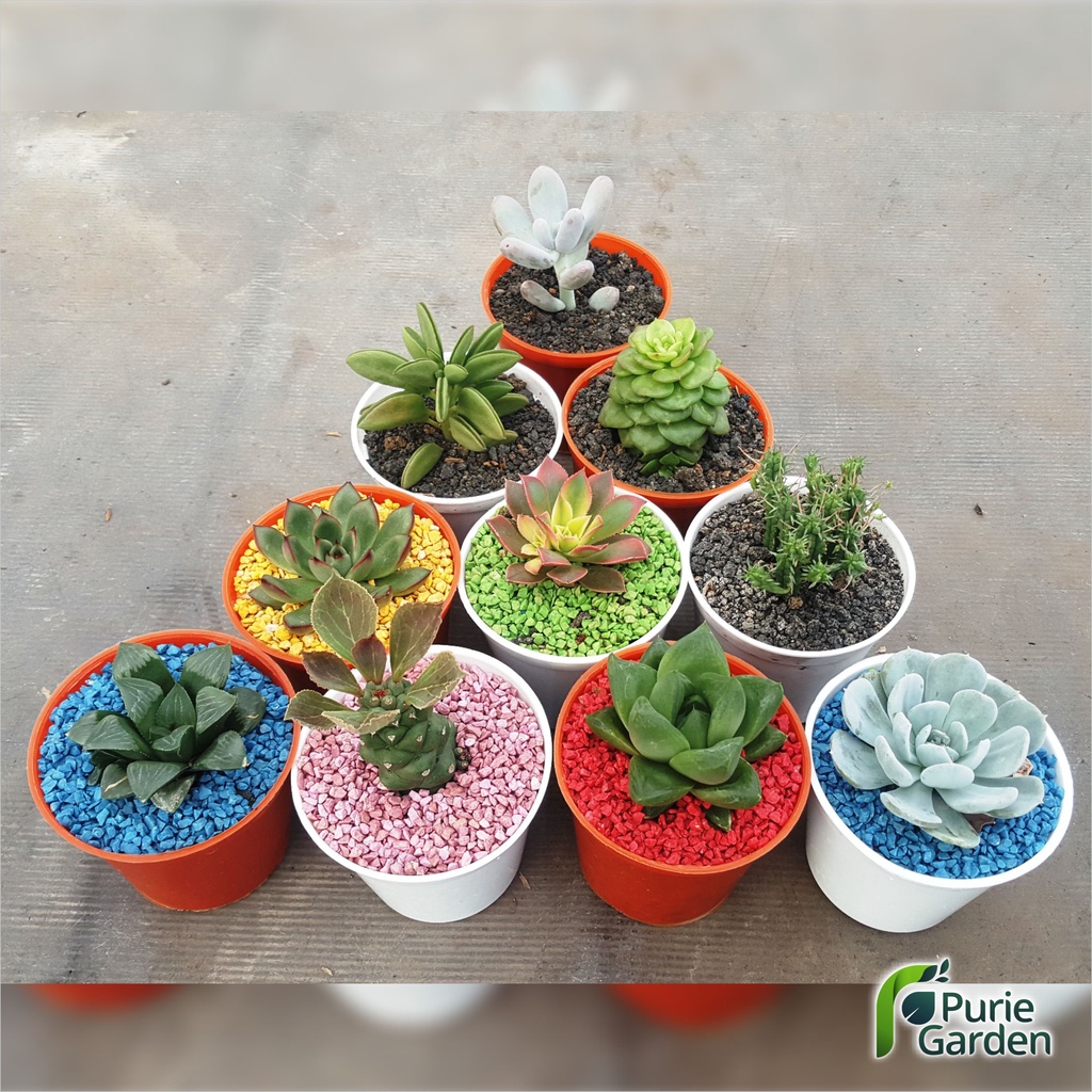 Batu Pasir Zeolit Warna Warni Untuk Tanaman Hias Sukulen 100Gram PG KDR