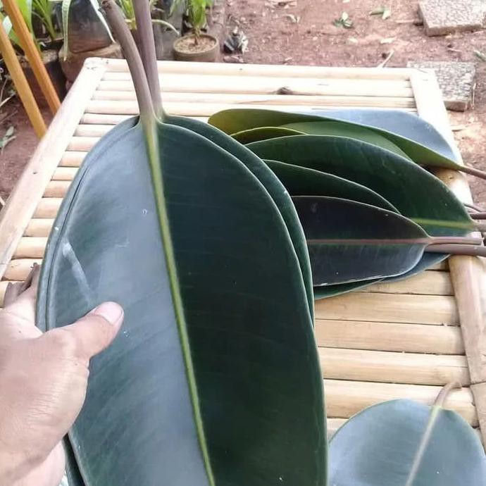 daun karet kebo / daun pohon karet kebo