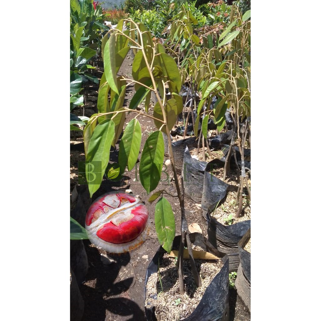Bibit Durian Merah Kaki 3 (Jaminan Original)