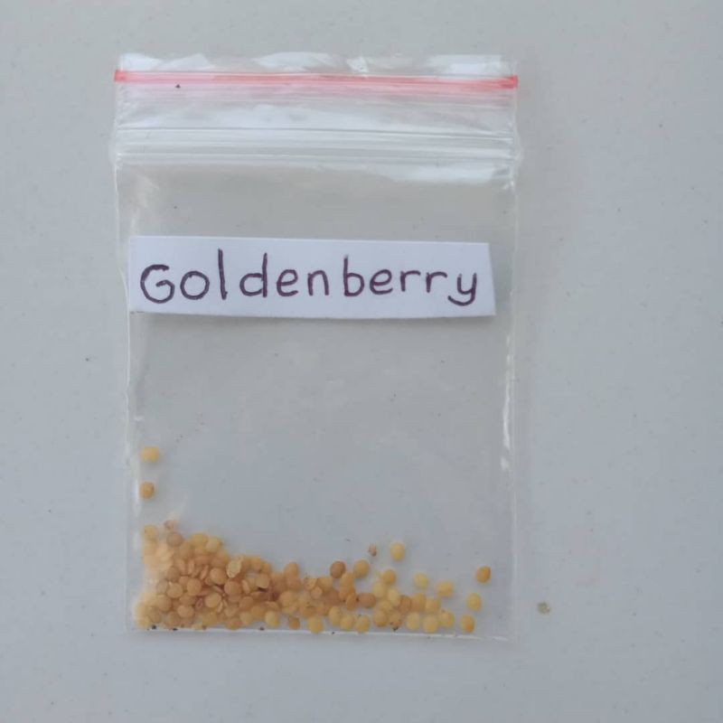 

bibit/biji golden berry/ciplukan