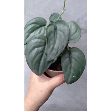 scindapsus silver hero/platinum