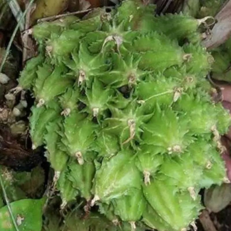 

Buah Renggak Wresah Hangasa Ranggasa Per Buah