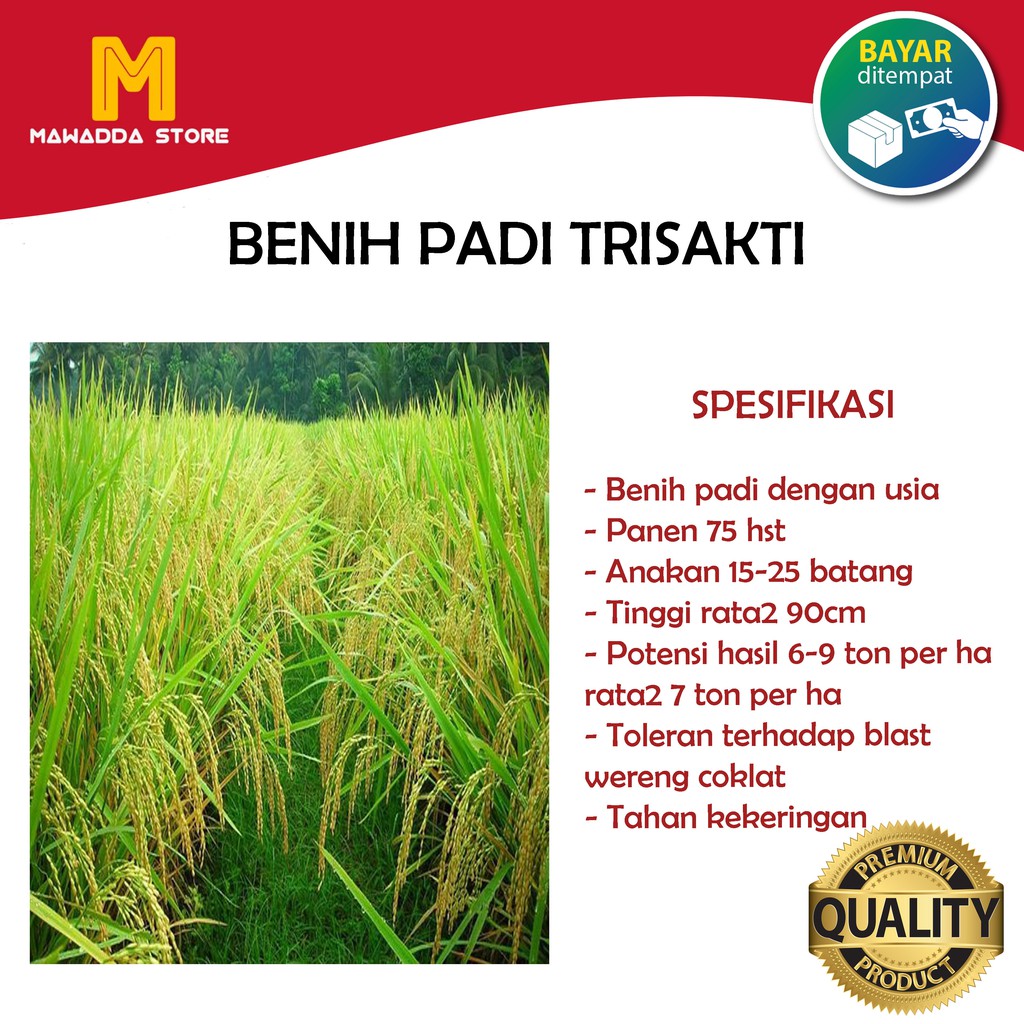 Benih padi Trisakti 75hst bibit unggul