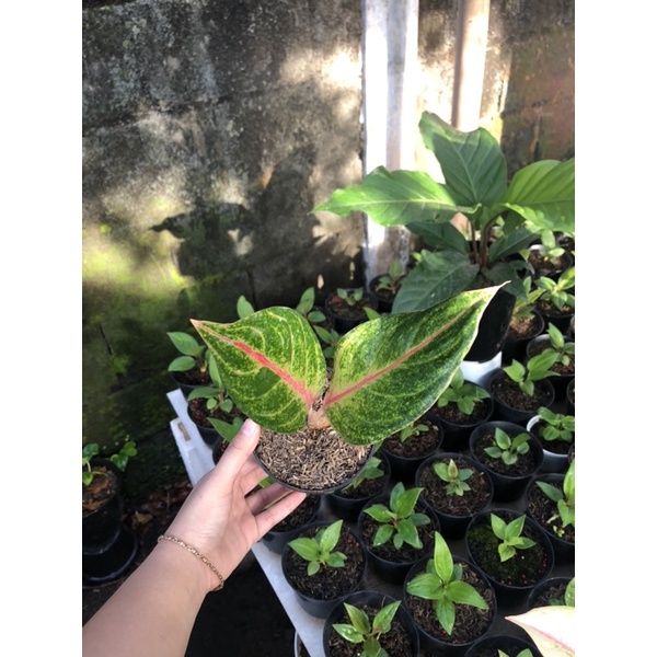 aglaonema betty bob